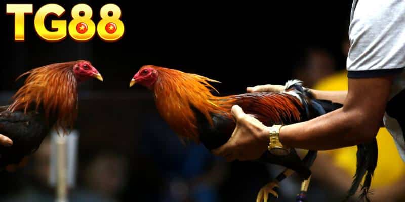 3 lưu ý quan trọng khi trải nghiệm chơi đá gà Mỹ nhập