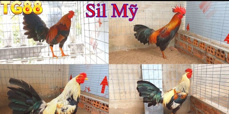 Các dòng gà đá Mỹ nhập nổi bật trên đấu trường